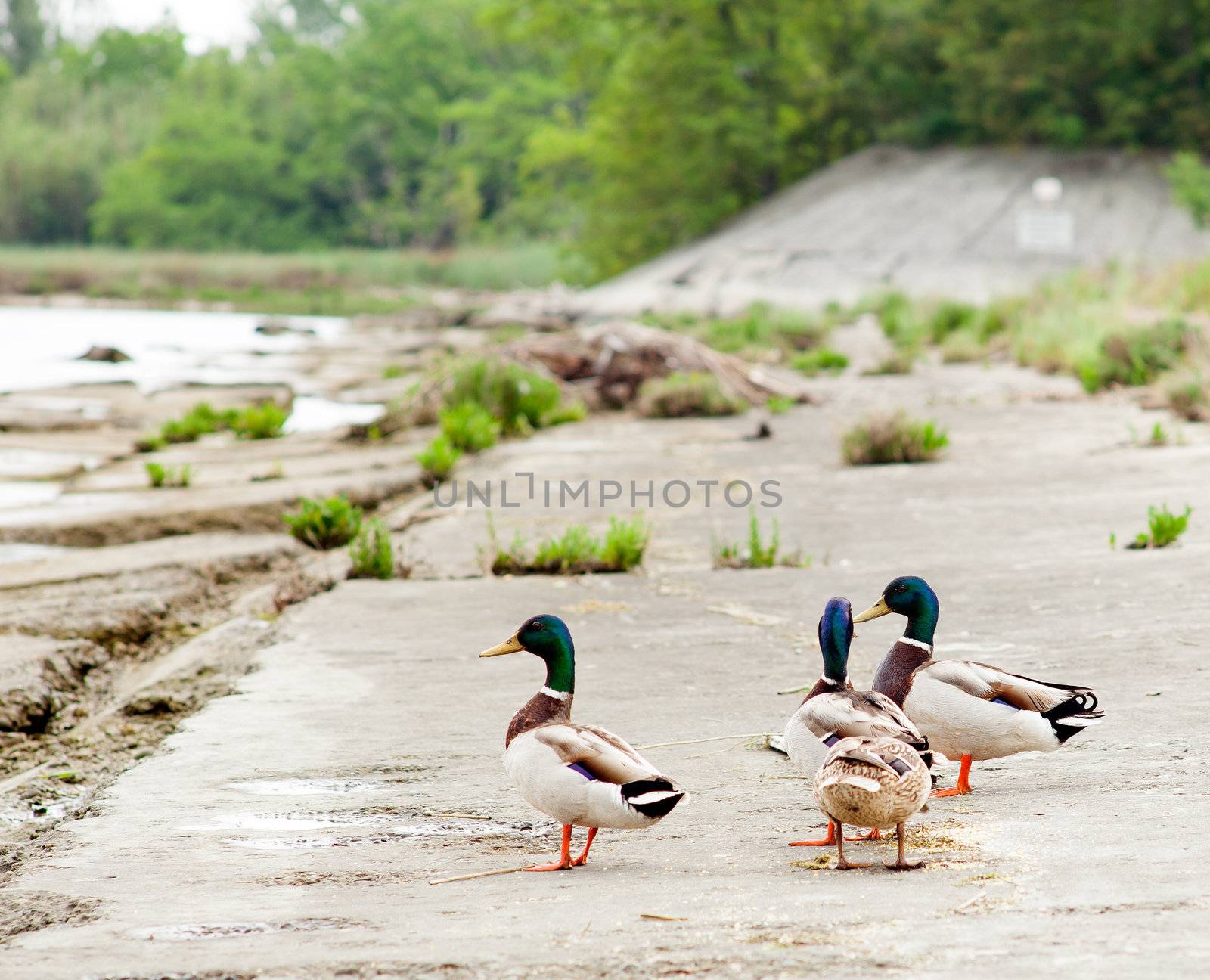 Ducks in the Isola della cona, Nature reserve in Friuli Venezia giulia
