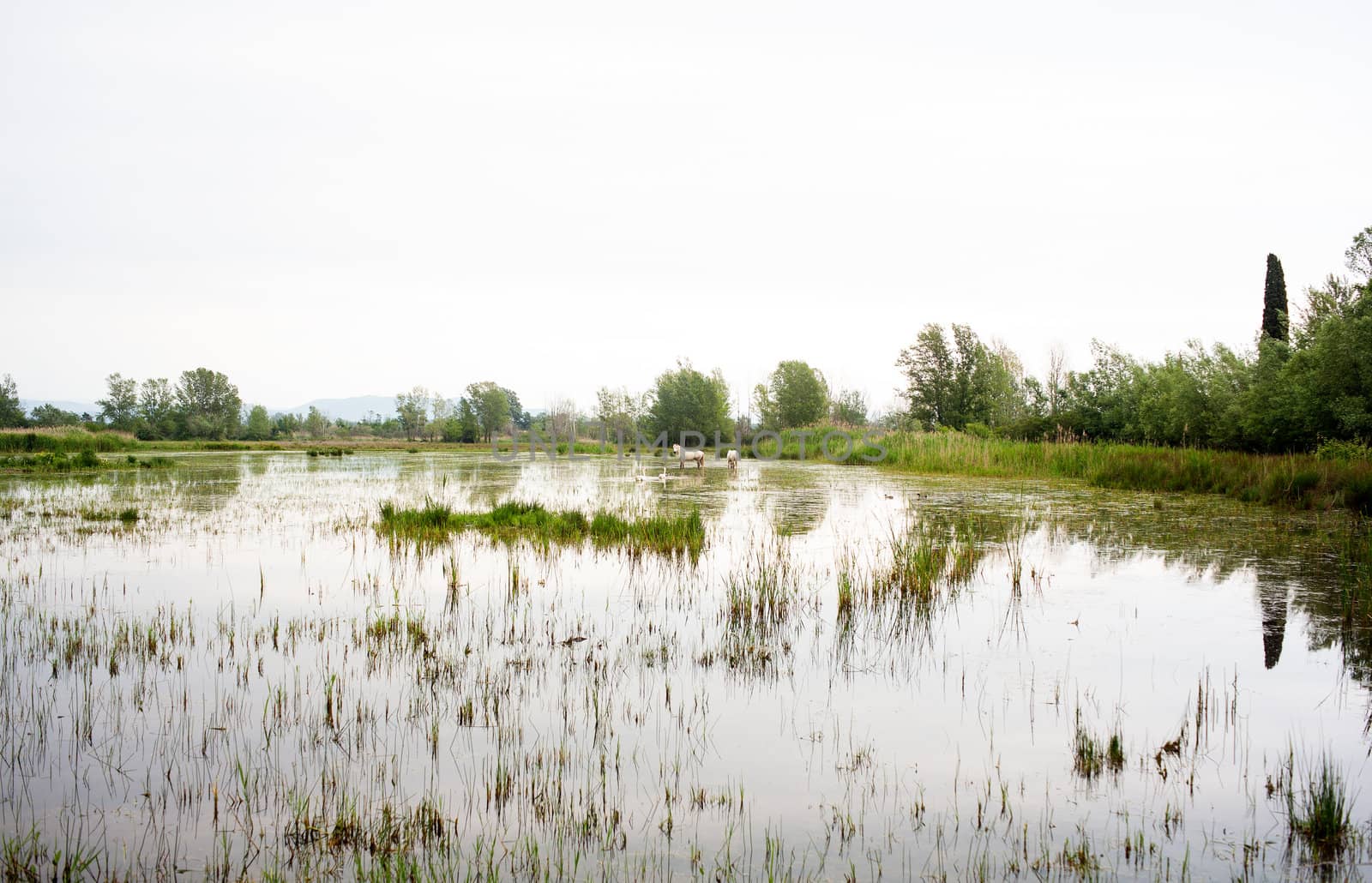 Camargue horses in a swamp - Isola della cona