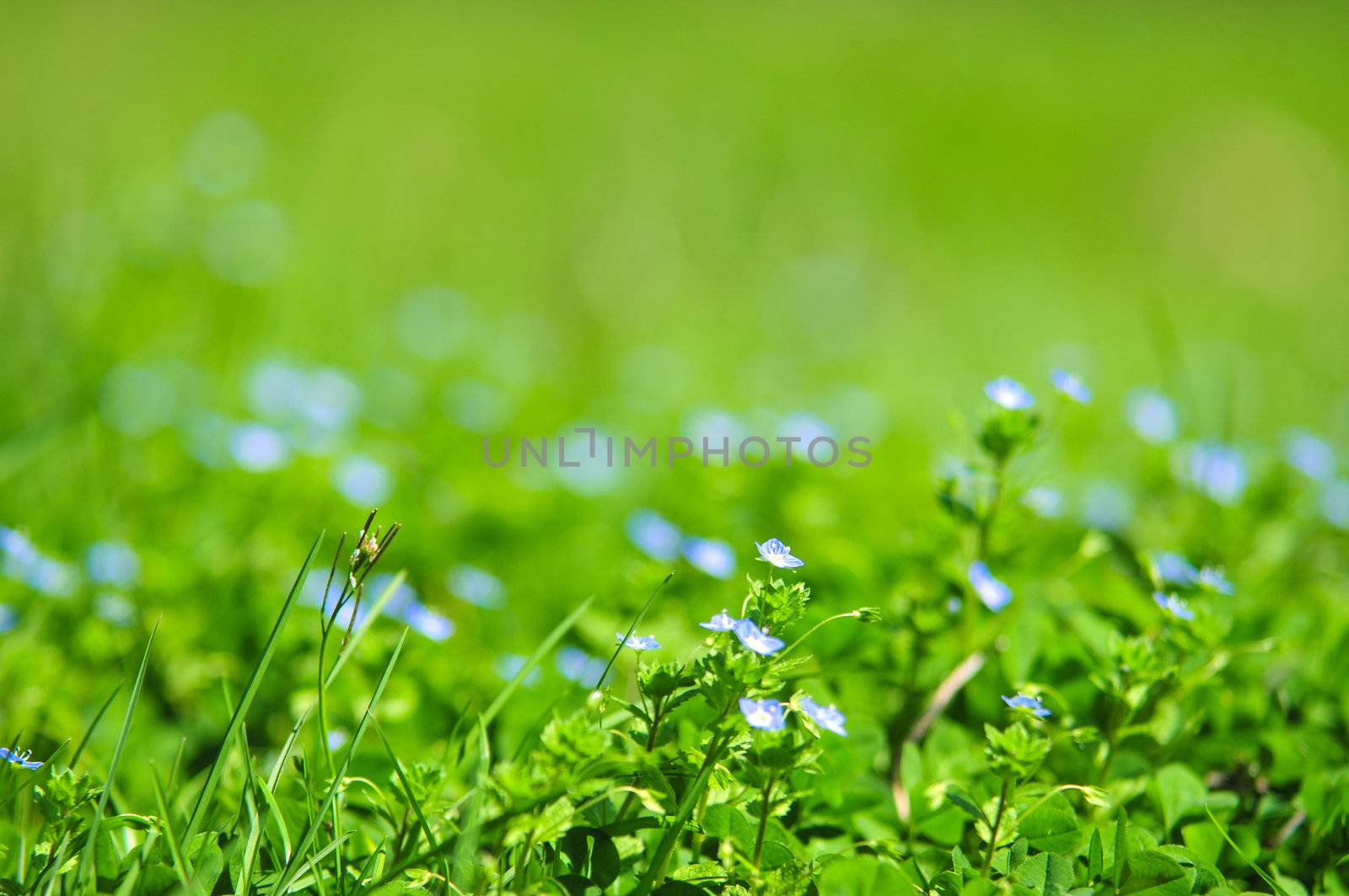 forget-me-not blue flowers into green grass with water drops on defocused background