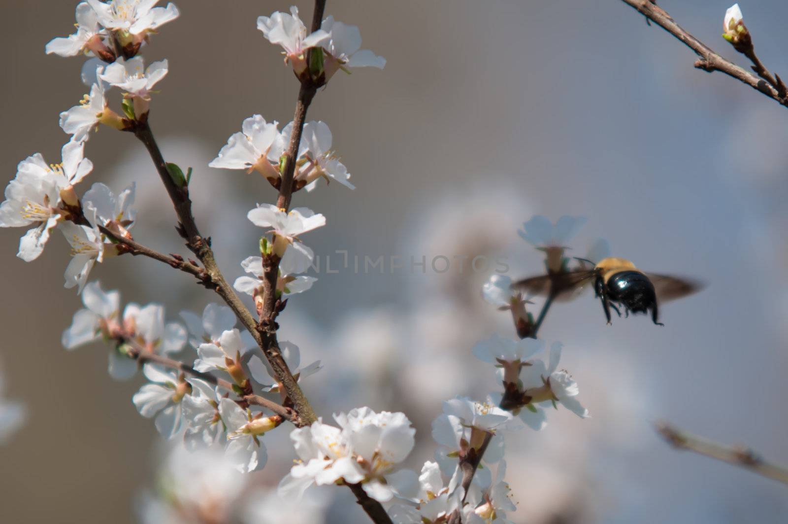 cherry tree blooming and bee flying around