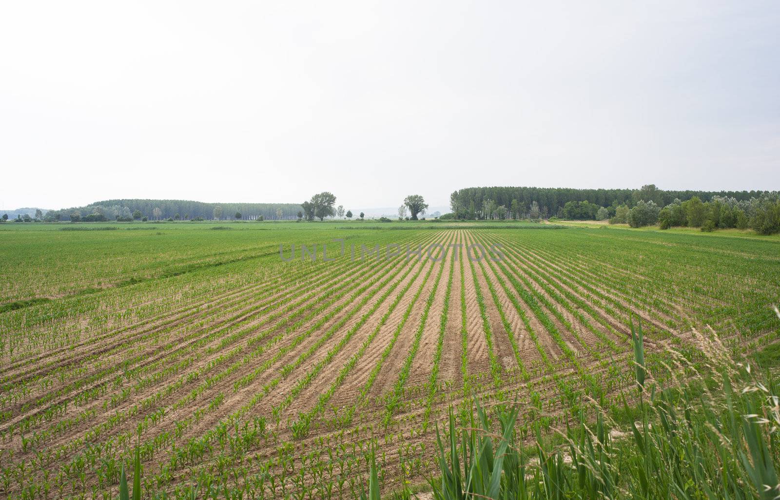 Young Plants in the field, Isola della cona