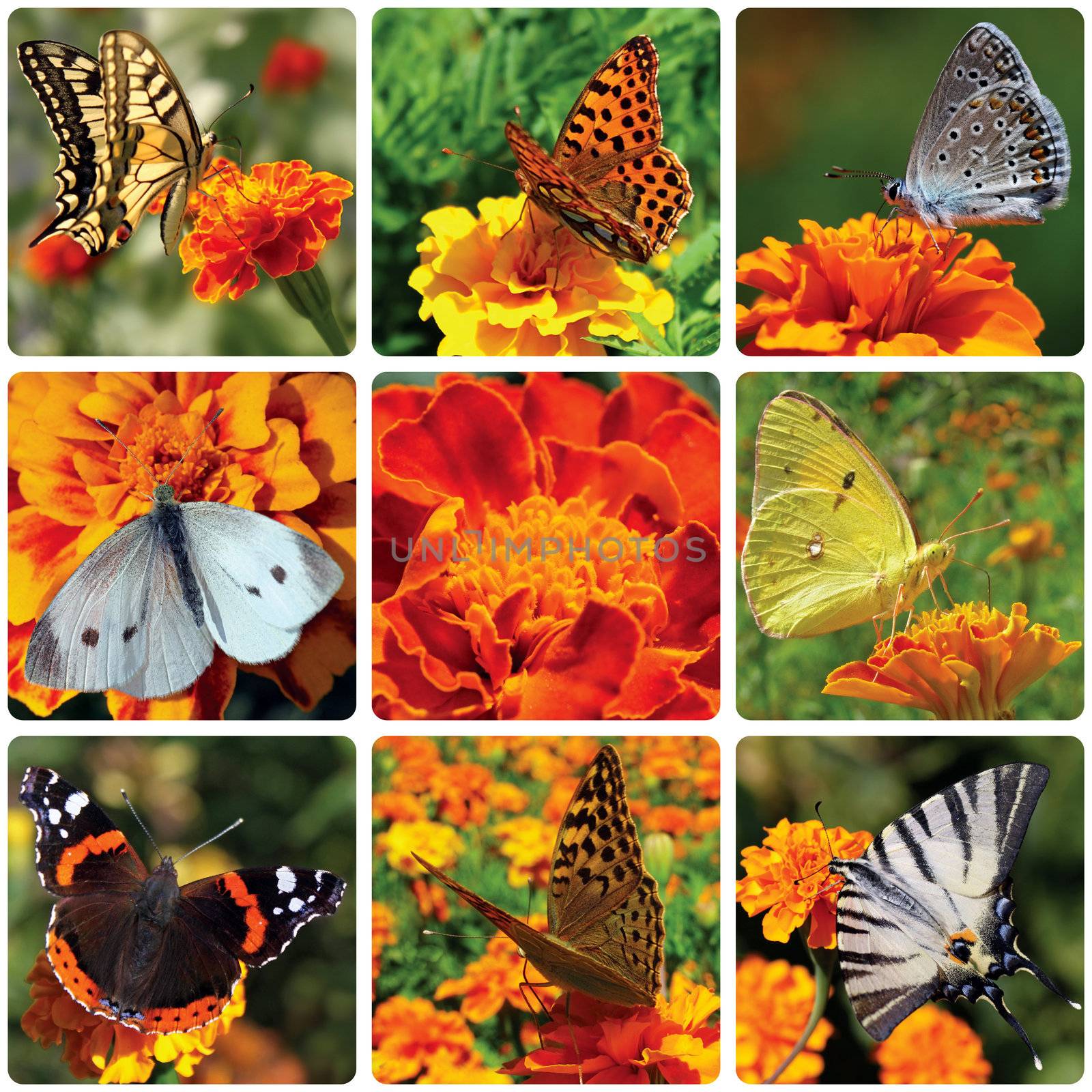 collage with butterflies sitting on marigold flower