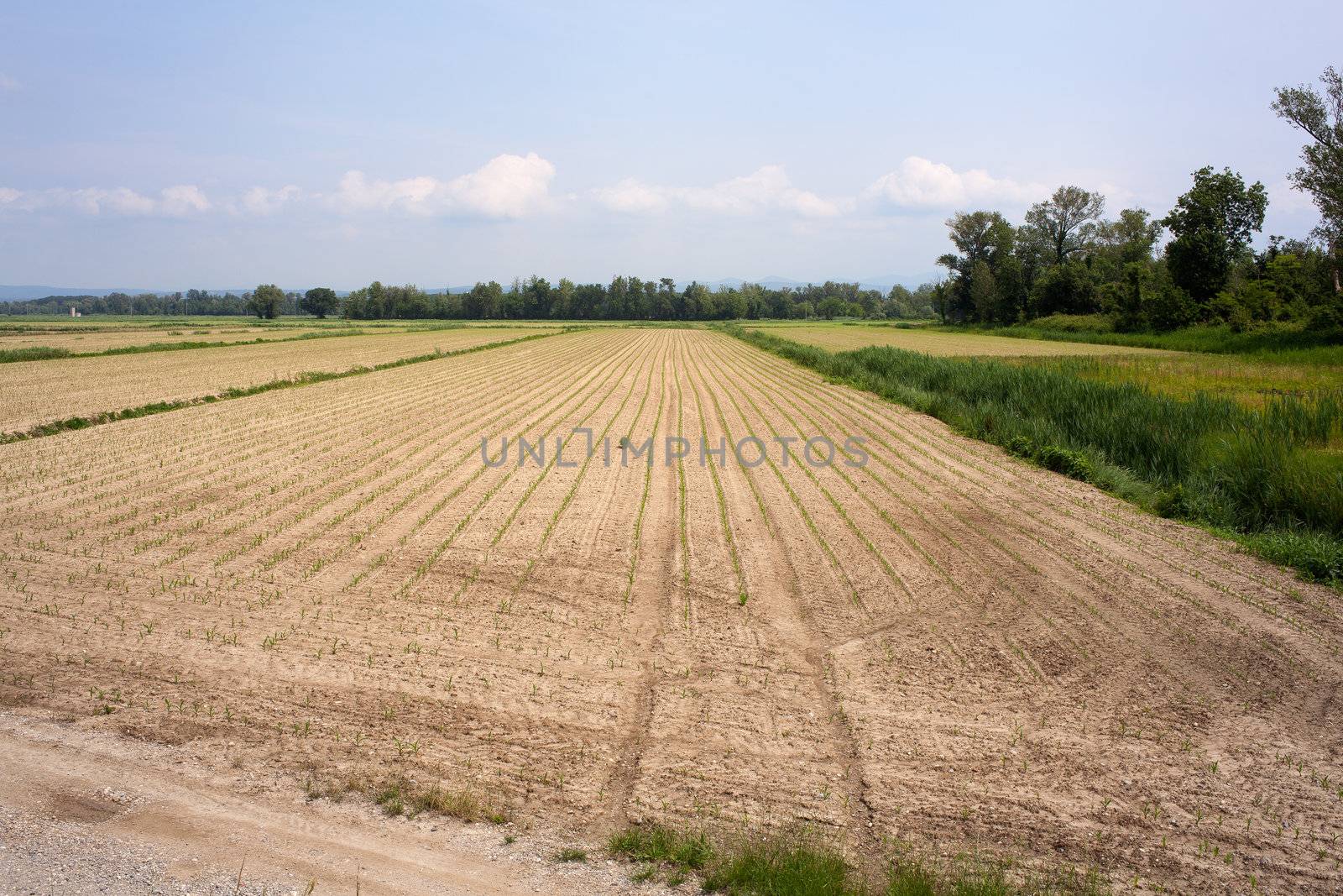 Young Plants in the field, Isola della cona