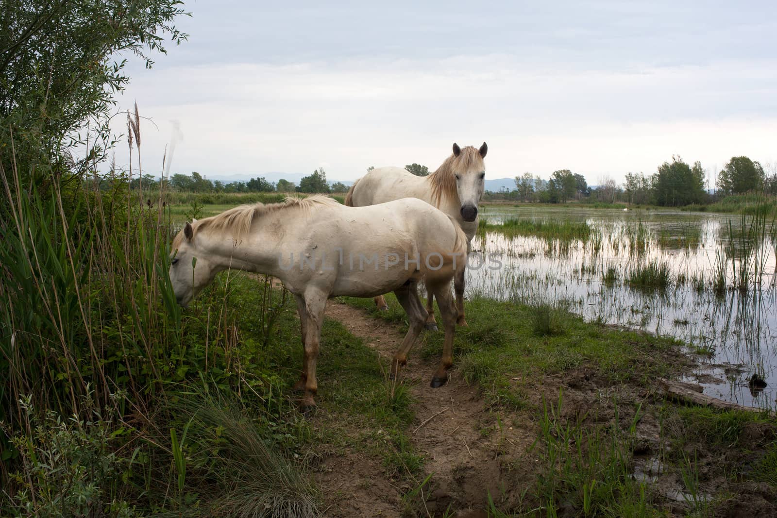 Camargue horses in a swamp - Isola della cona