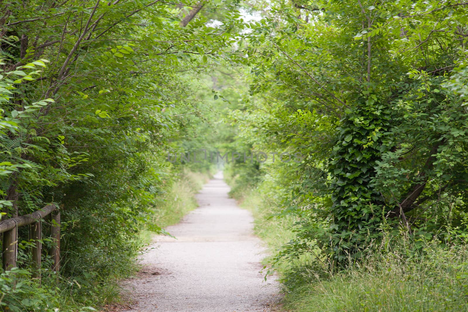 View of a Road in the countryside, green vegetation