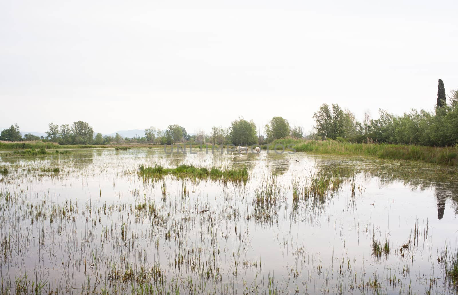 Camargue horses in a swamp - Isola della cona