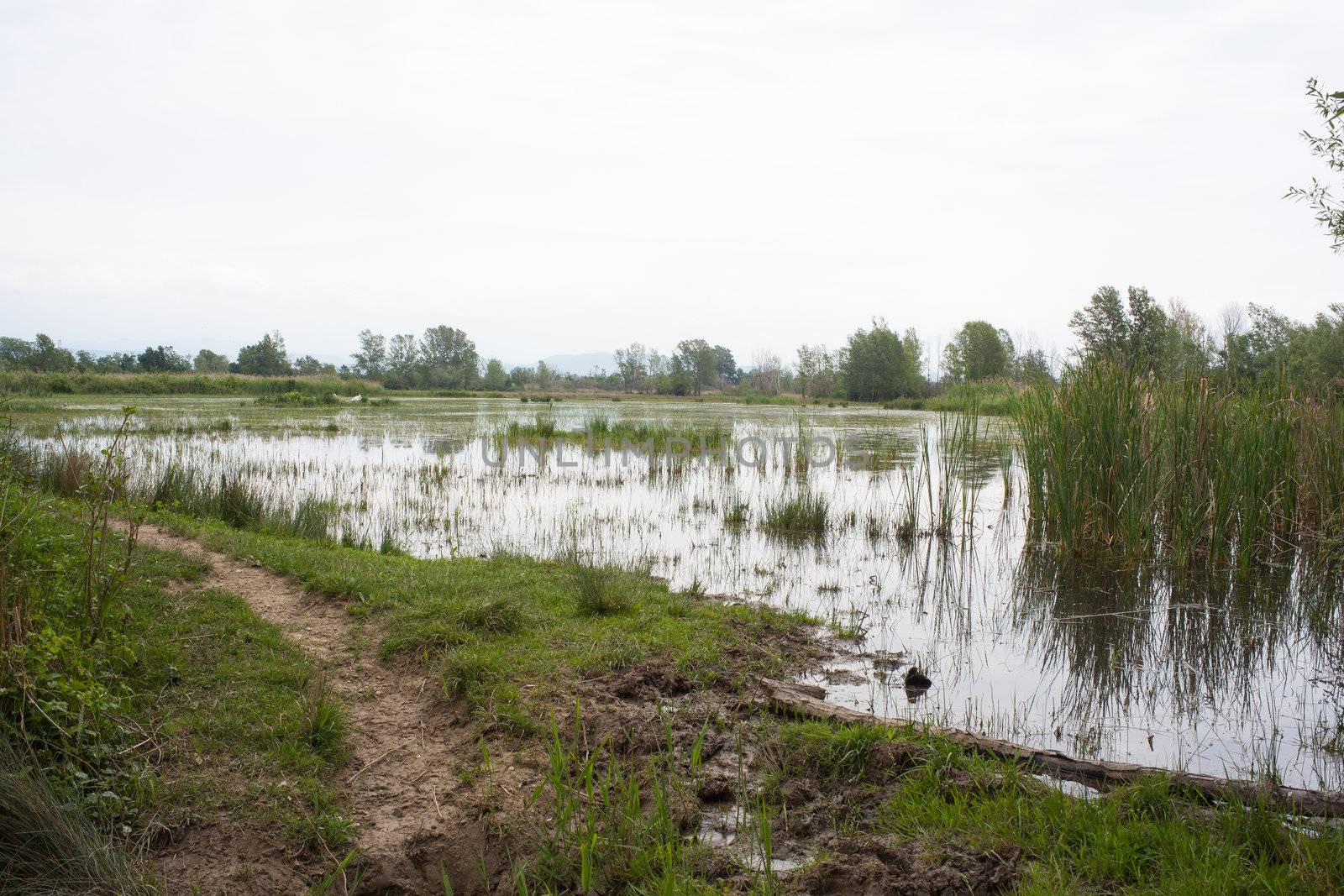 Swamp, Isola della cona - Friuli Venezia Giulia, Italy