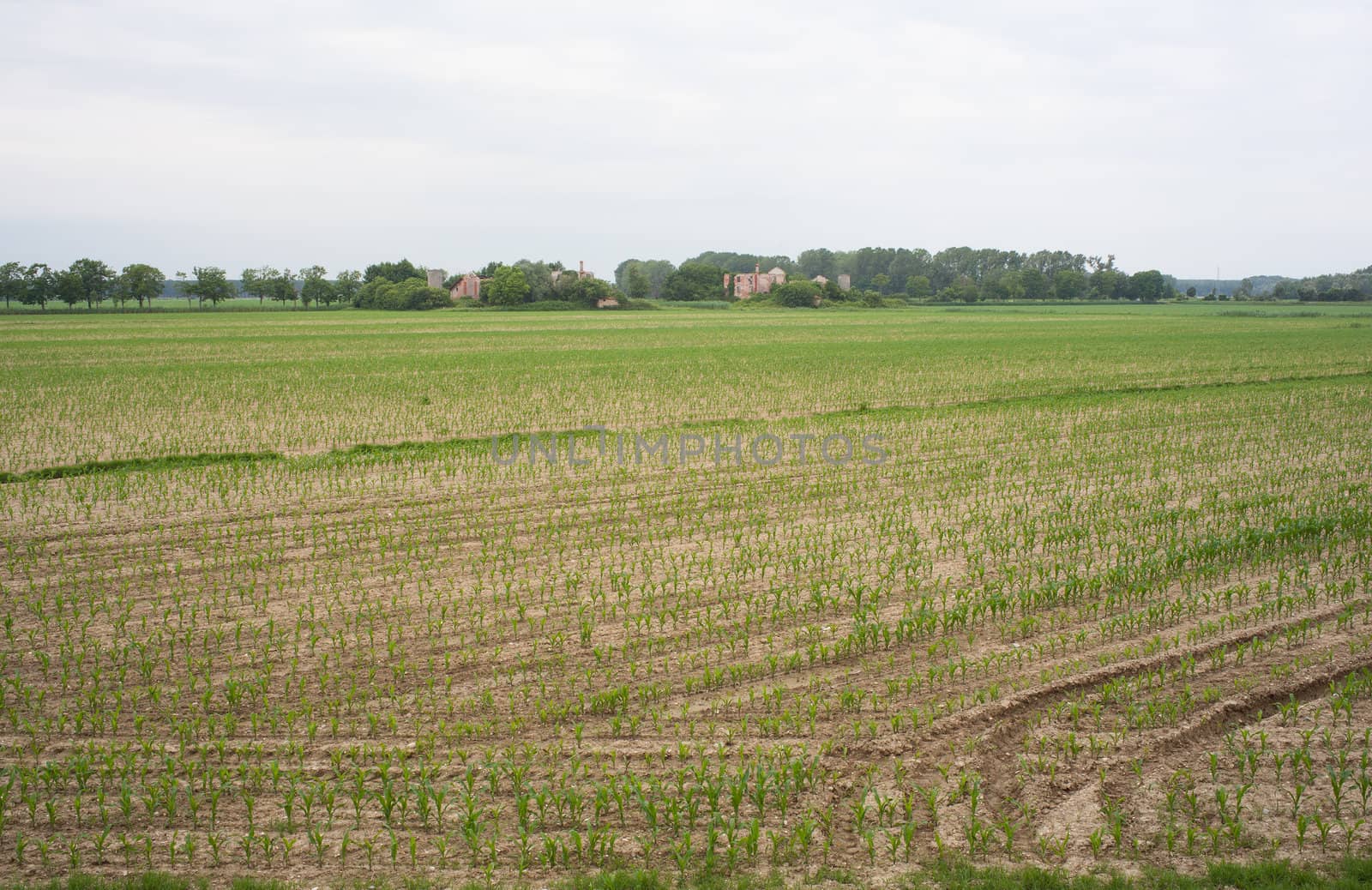 Field of cornfield, isola della cona - Italy
