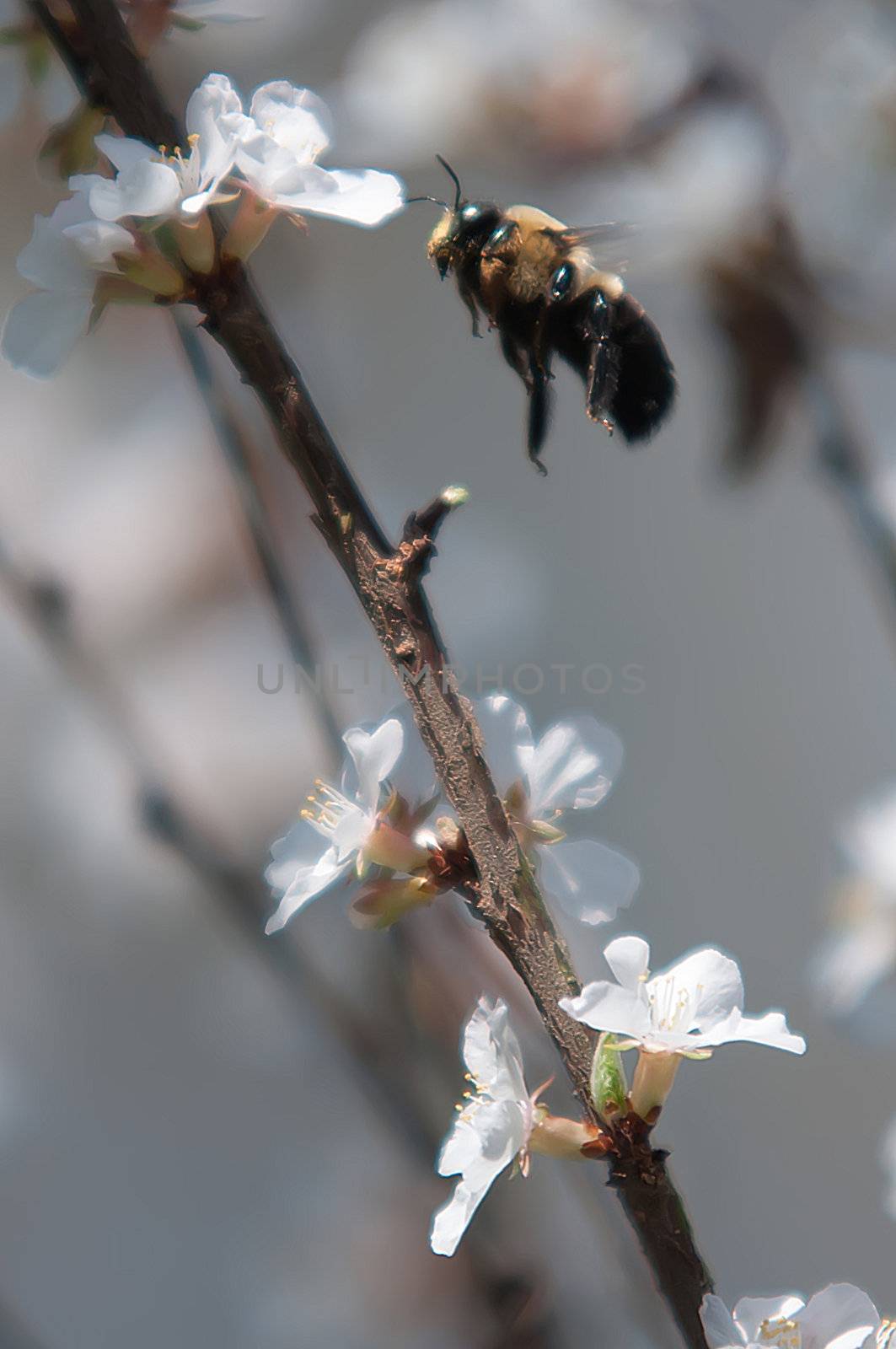 cherry tree blooming and bee flying around