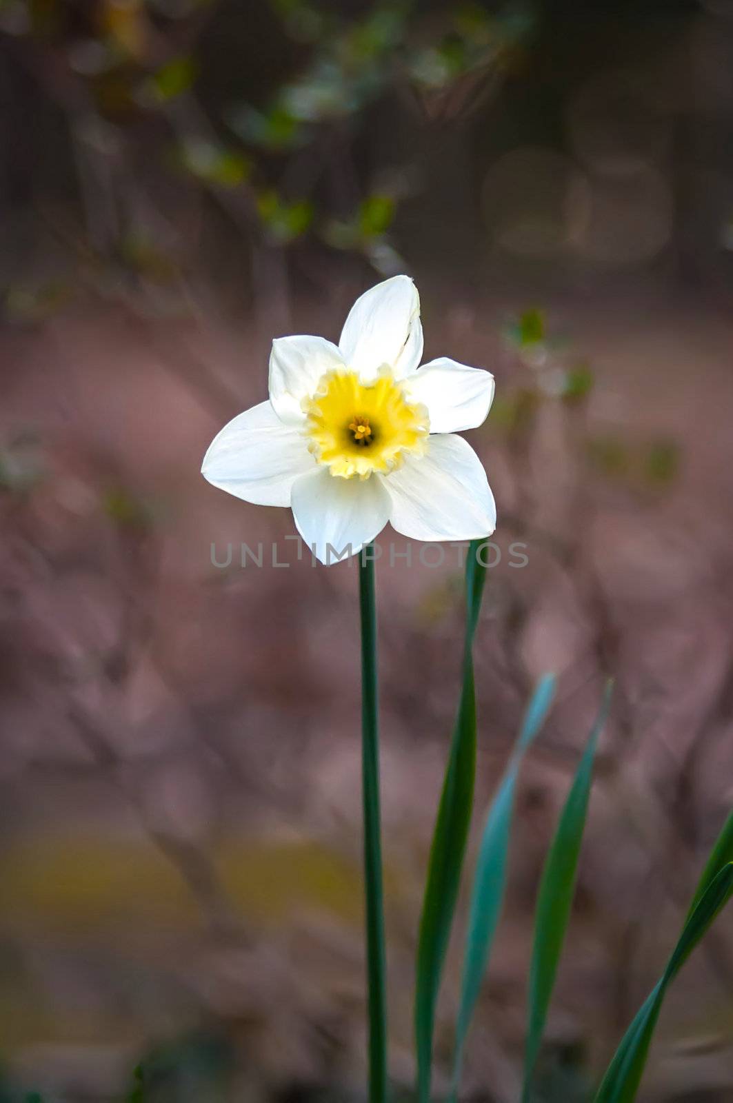 daffodil isolated against a nature background