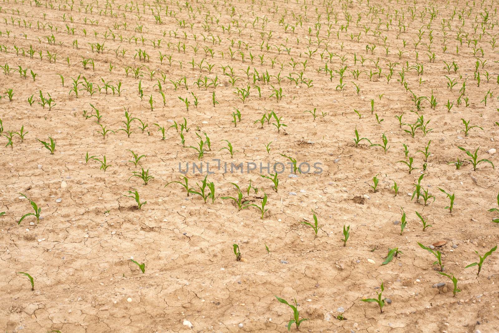 Young Plants in the field, Isola della cona
