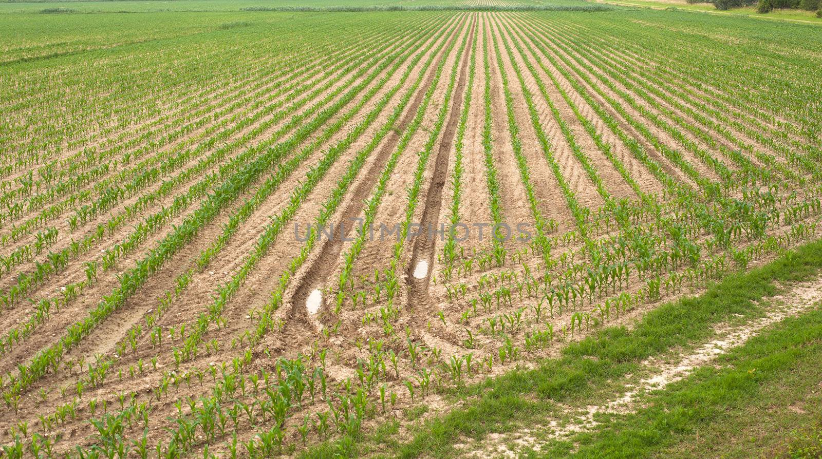 Young Plants in the field, Isola della cona