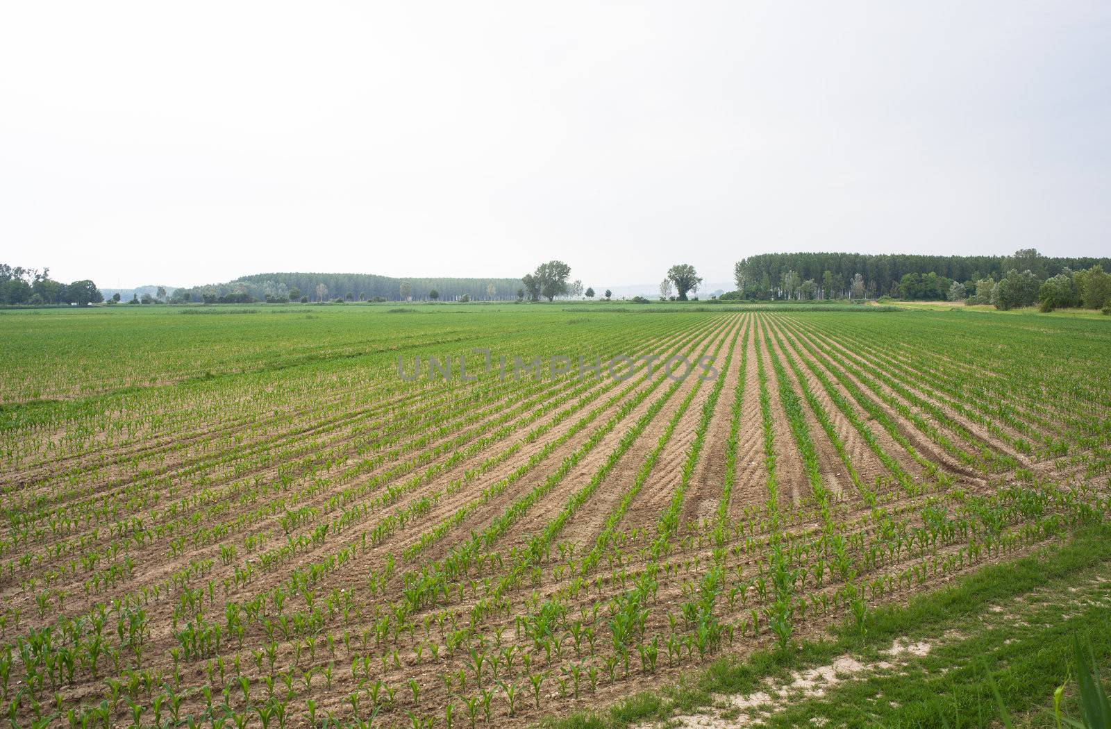 Young Plants in the field, Isola della cona