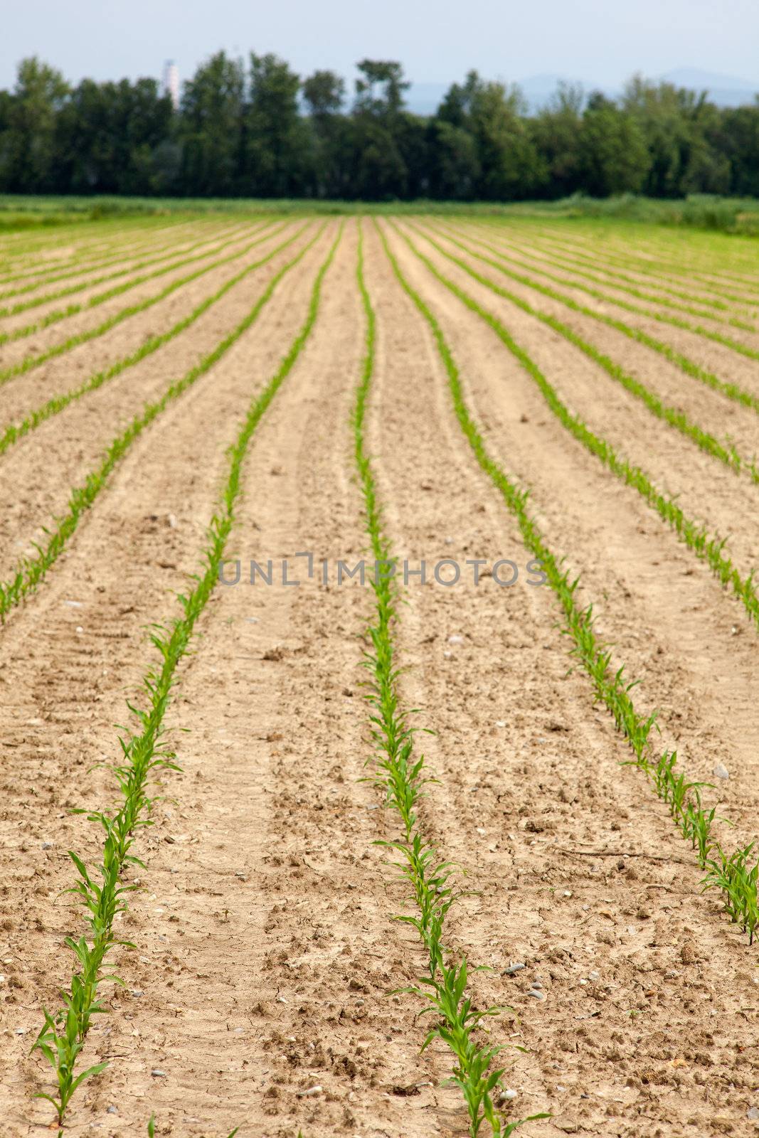 Young Plants in the field, Isola della cona