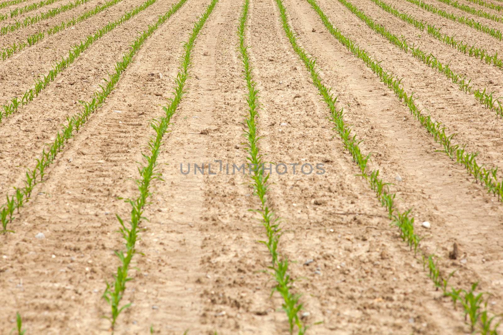 Young Plants in the field, Isola della cona