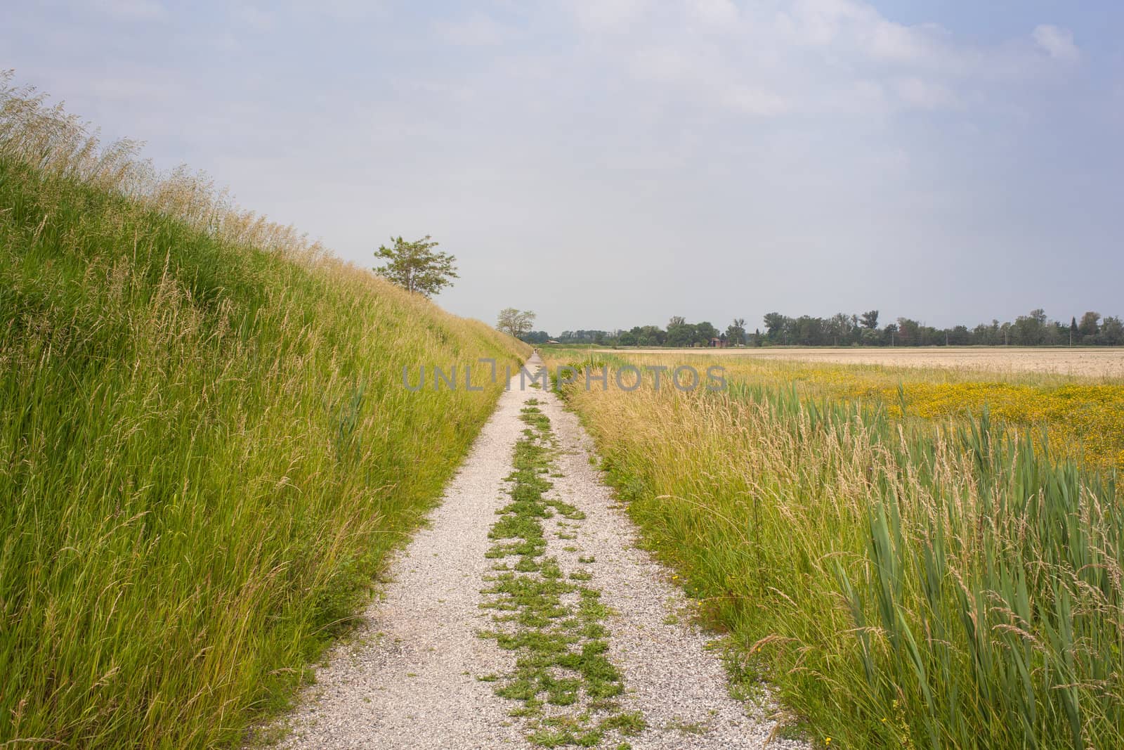 View of a Road in the countryside, green vegetation