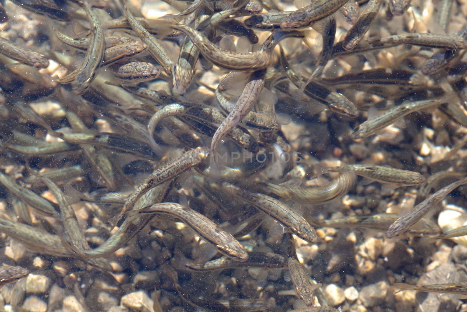 Shoal, a lot of fishes, Krnsko lake