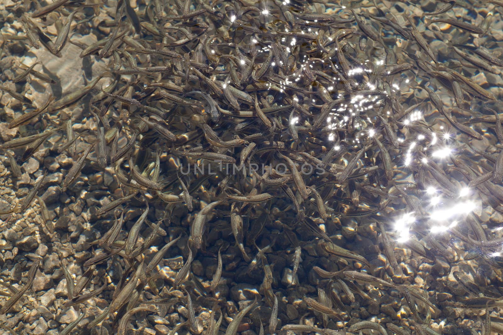 Shoal, a lot of fishes, Krnsko lake