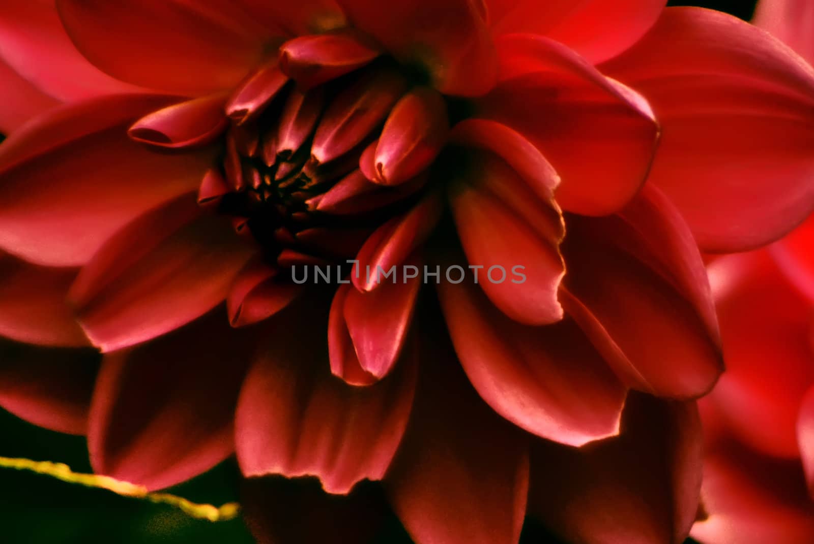 Colorful dahlia flower red by digidreamgrafix