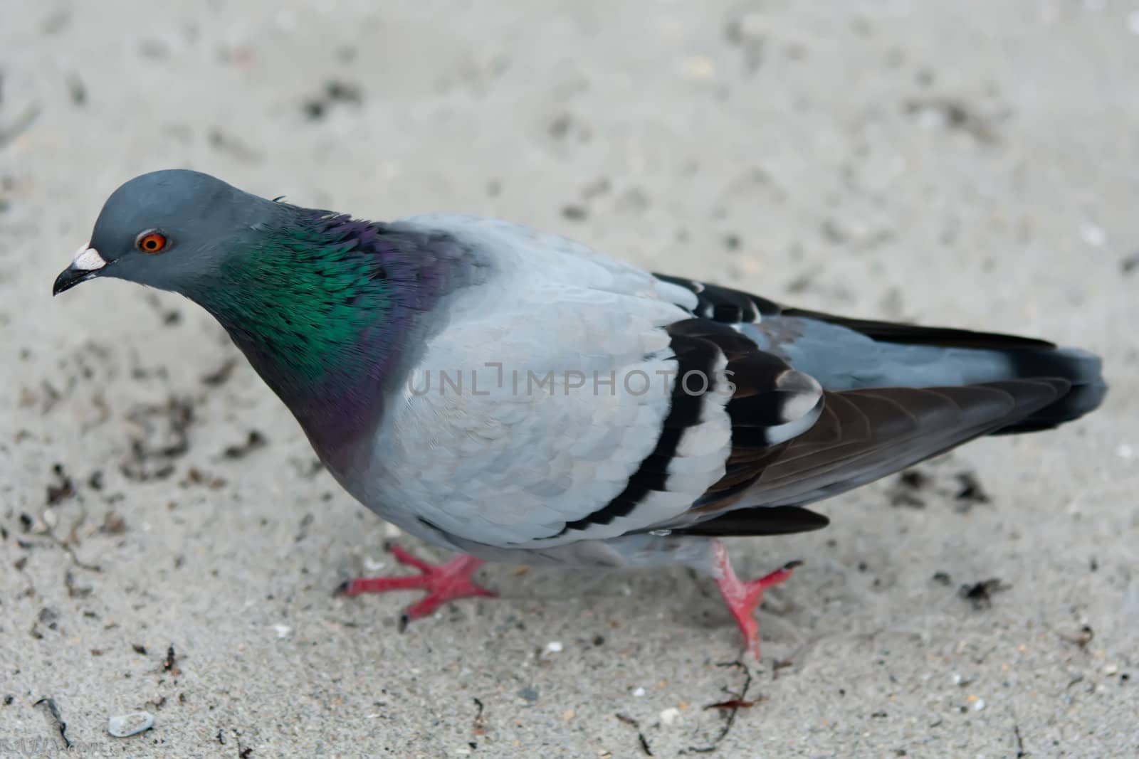 pigeon on a beach sand