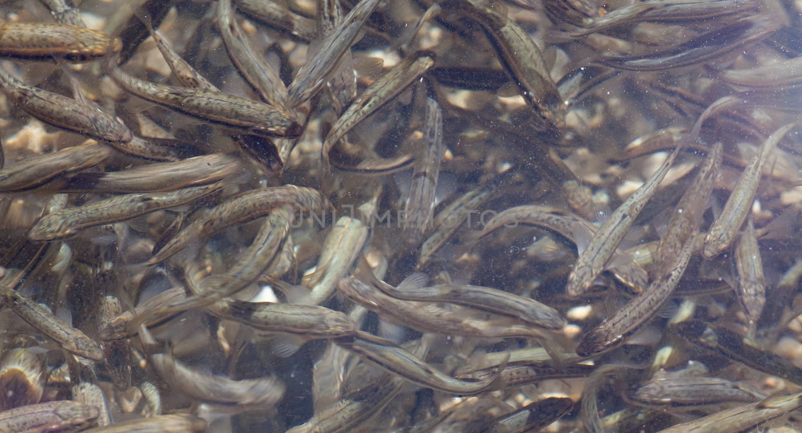 Shoal, a lot of fishes, Krnsko lake