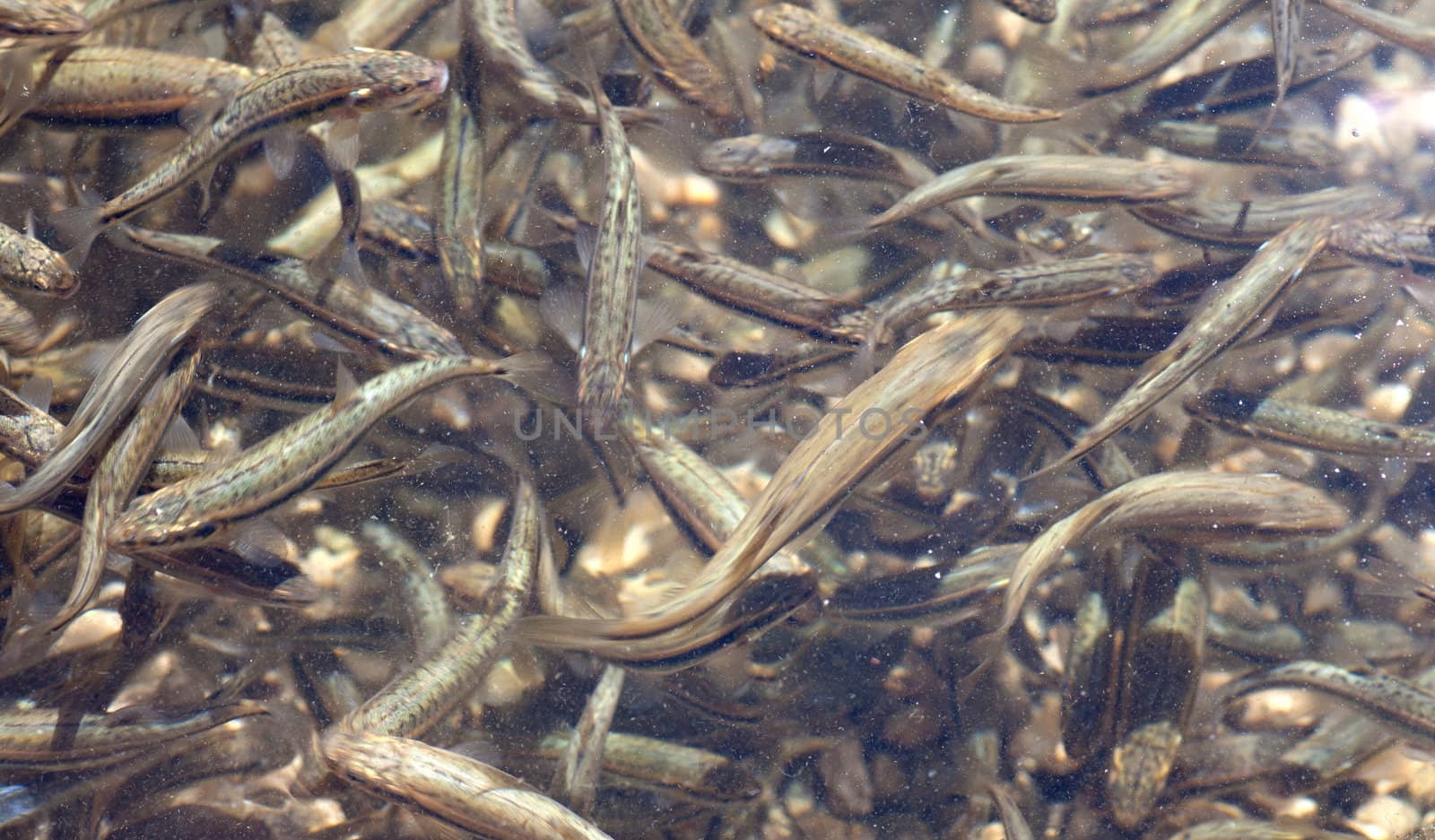 Shoal, a lot of fishes, Krnsko lake