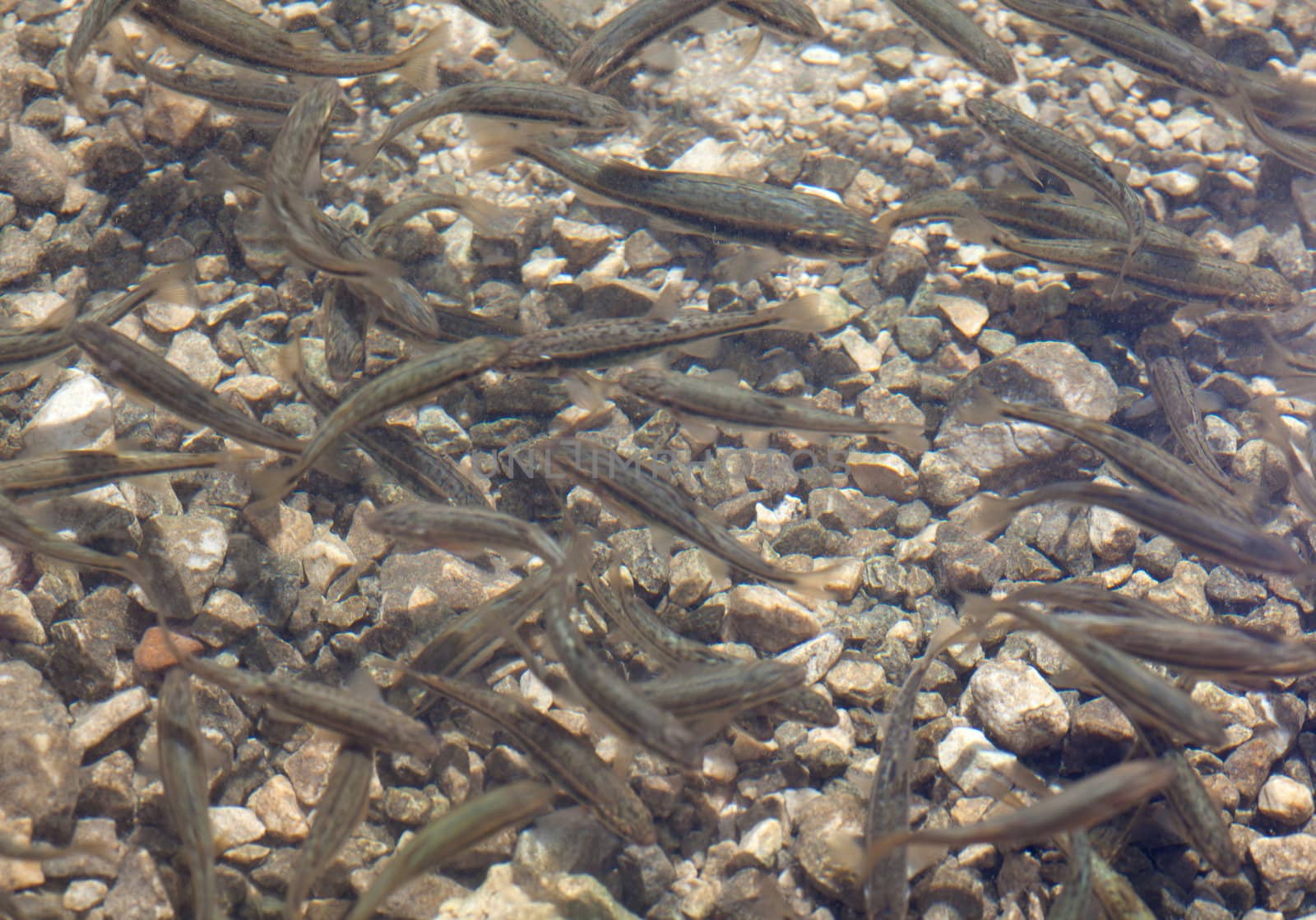 Shoal, a lot of fishes, Krnsko lake