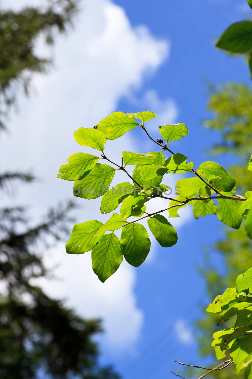 Leaves in the branch on tree