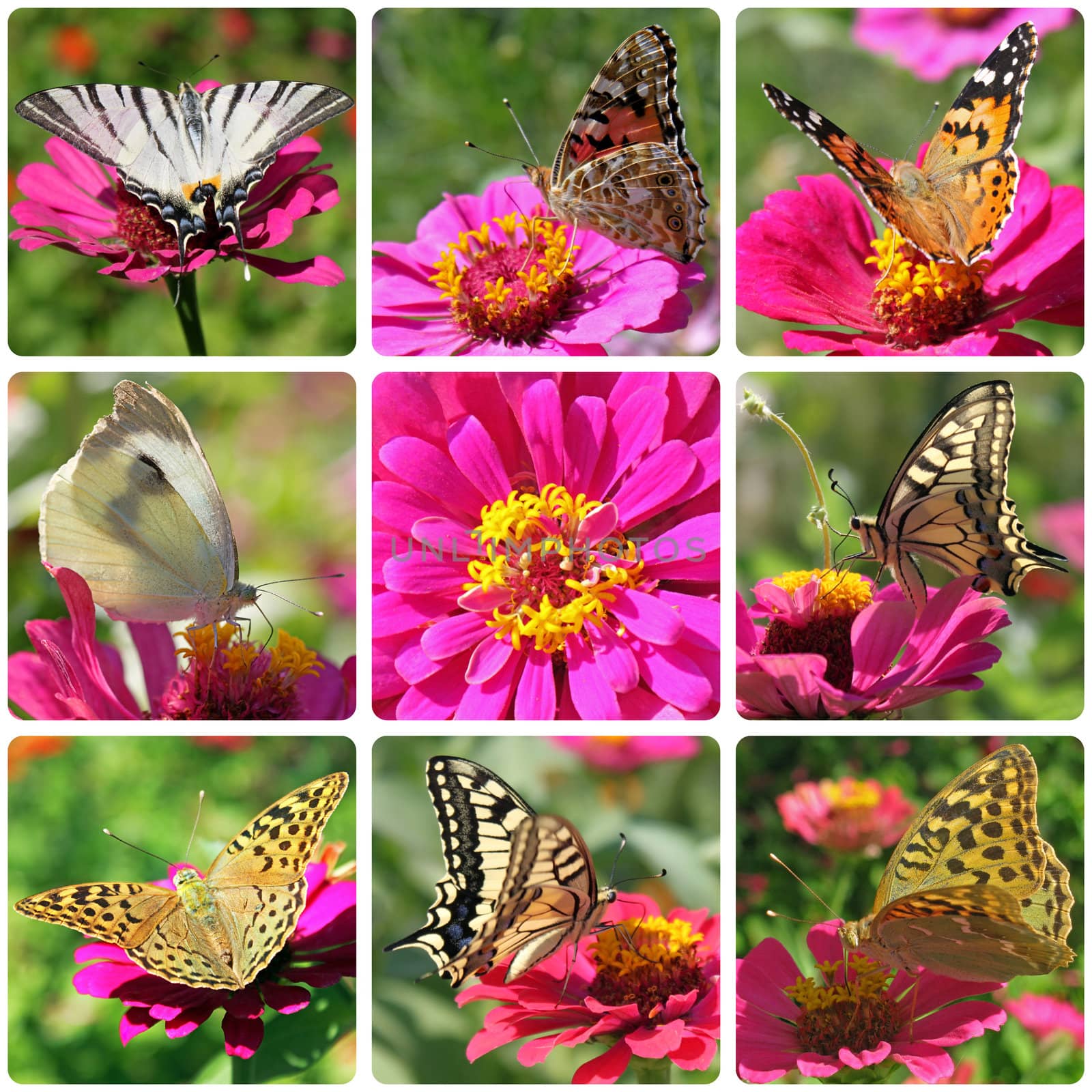 collage with butterflies sitting on zinnia