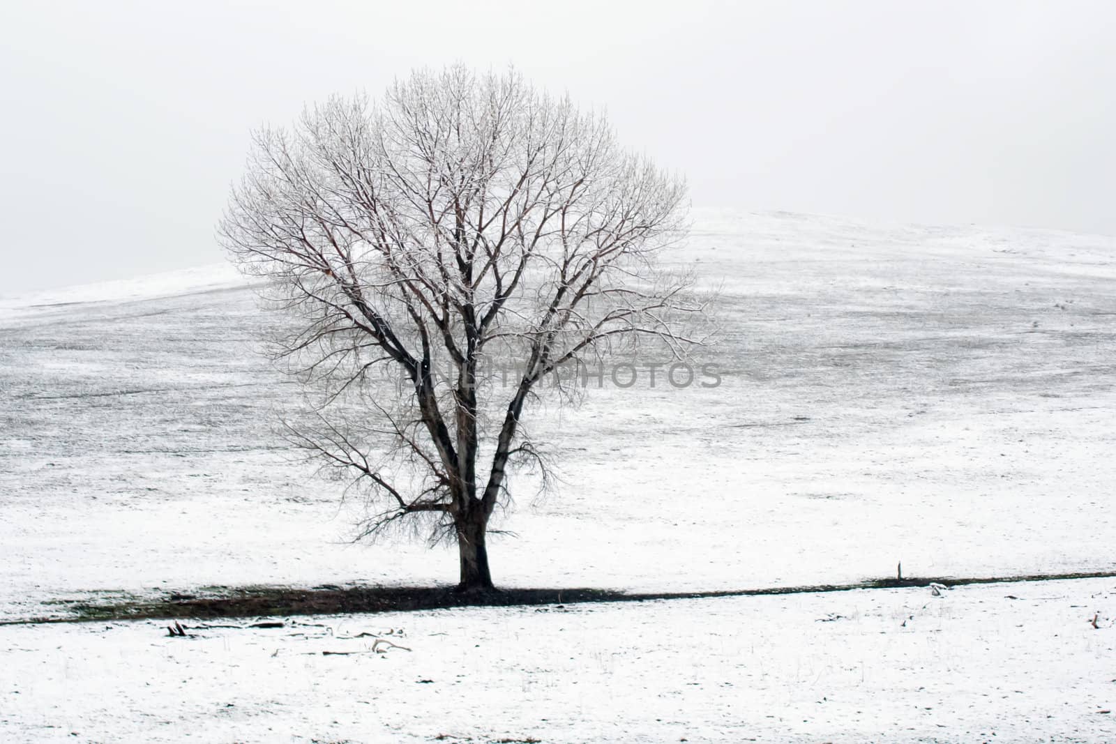 lonely tree on snow covered field