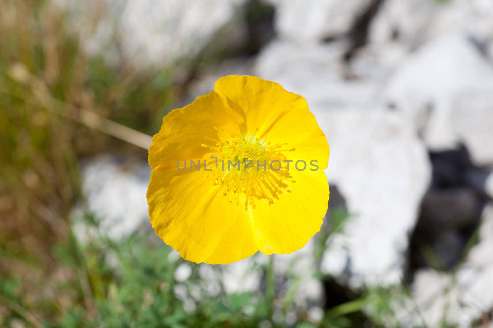 Photo of Papaver alpinum kerneri flower in Slovenian countryside