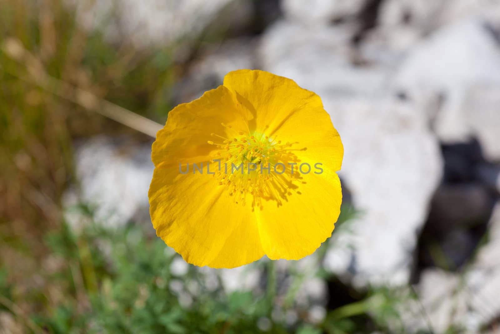 Photo of Papaver alpinum kerneri flower in Slovenian countryside