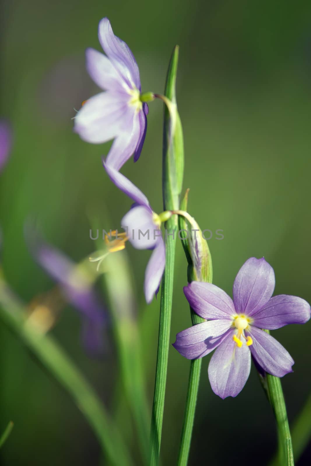 first spring flower - scilla siberica