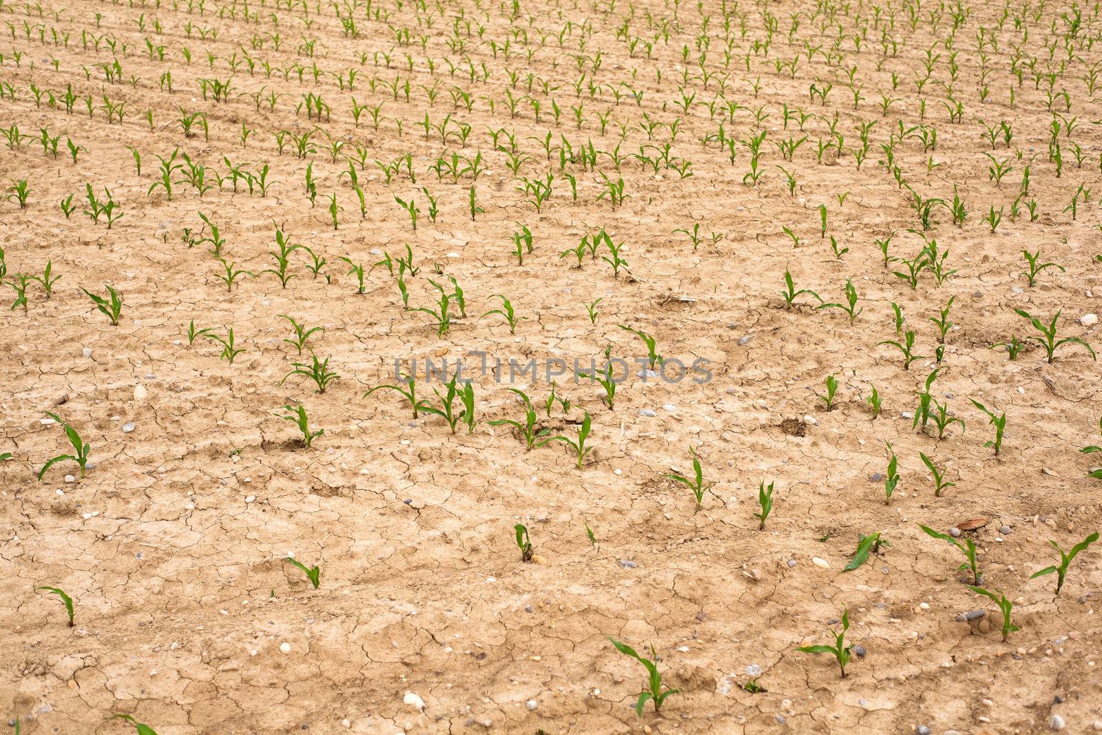 Young Plants in the field, Isola della cona
