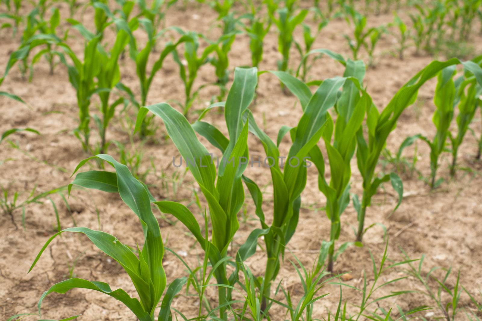 Young Plants in the field, Isola della cona