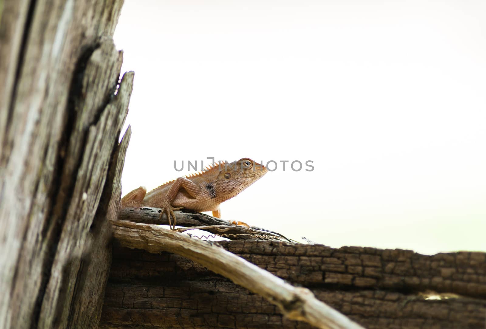 lizard hanging on wood in white background