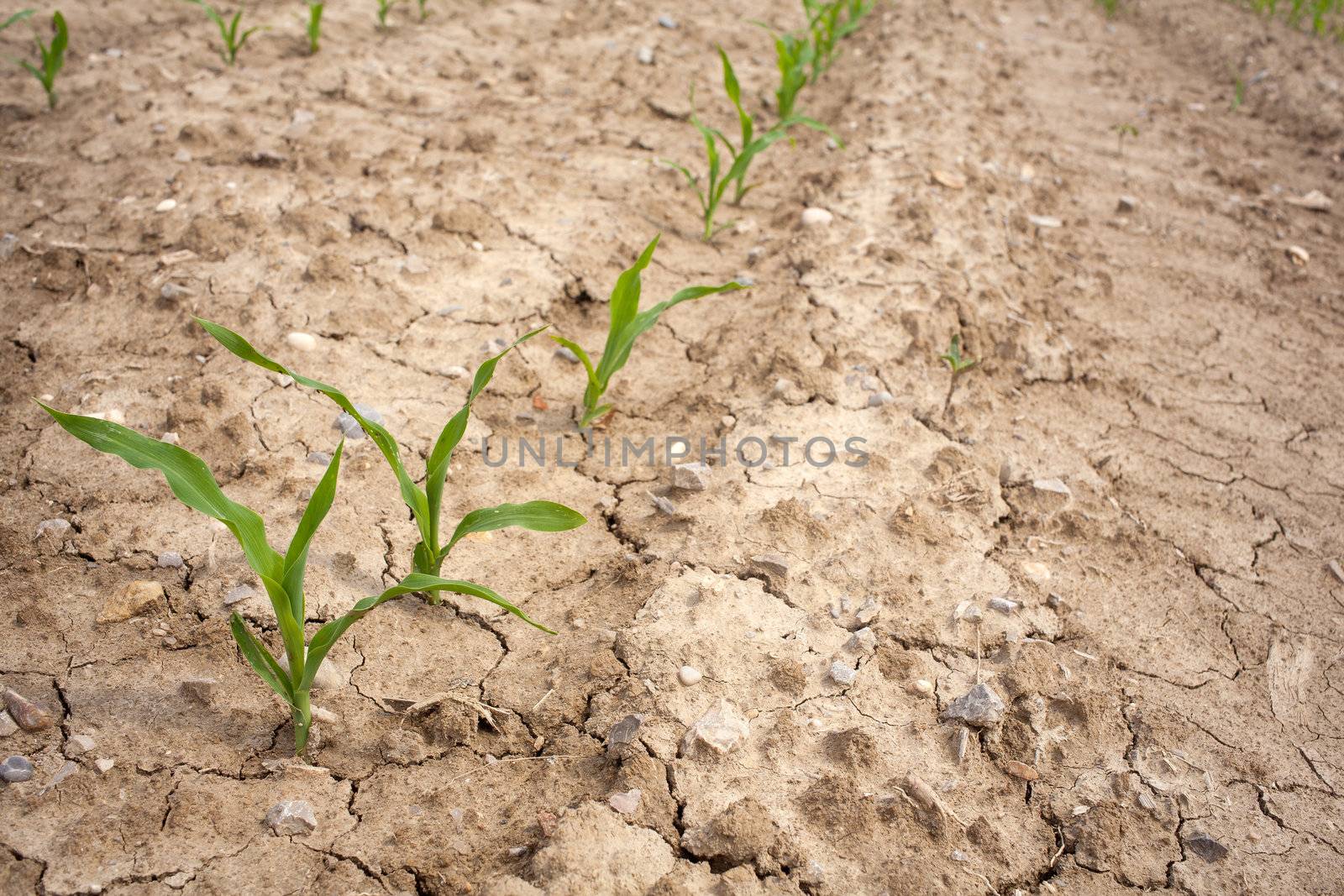 Young Plants in the field, Isola della cona