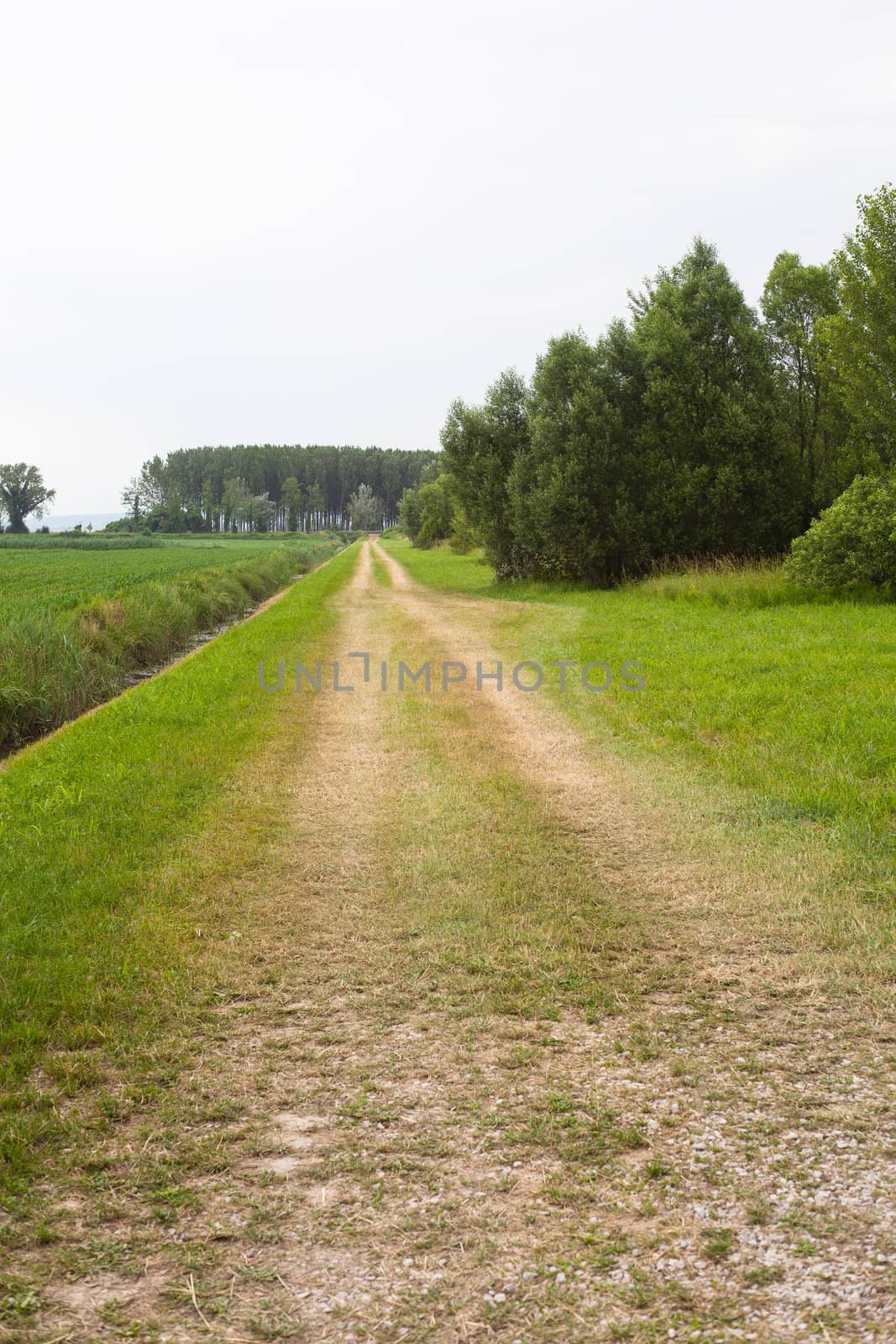 View of a Road in the countryside, green vegetation