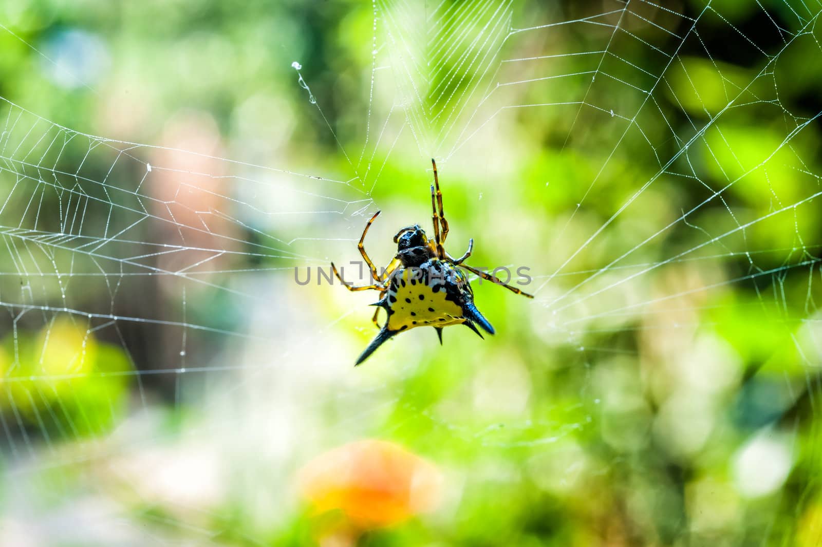Hasselt's Spiny Spider on cobweb with bokeh background
