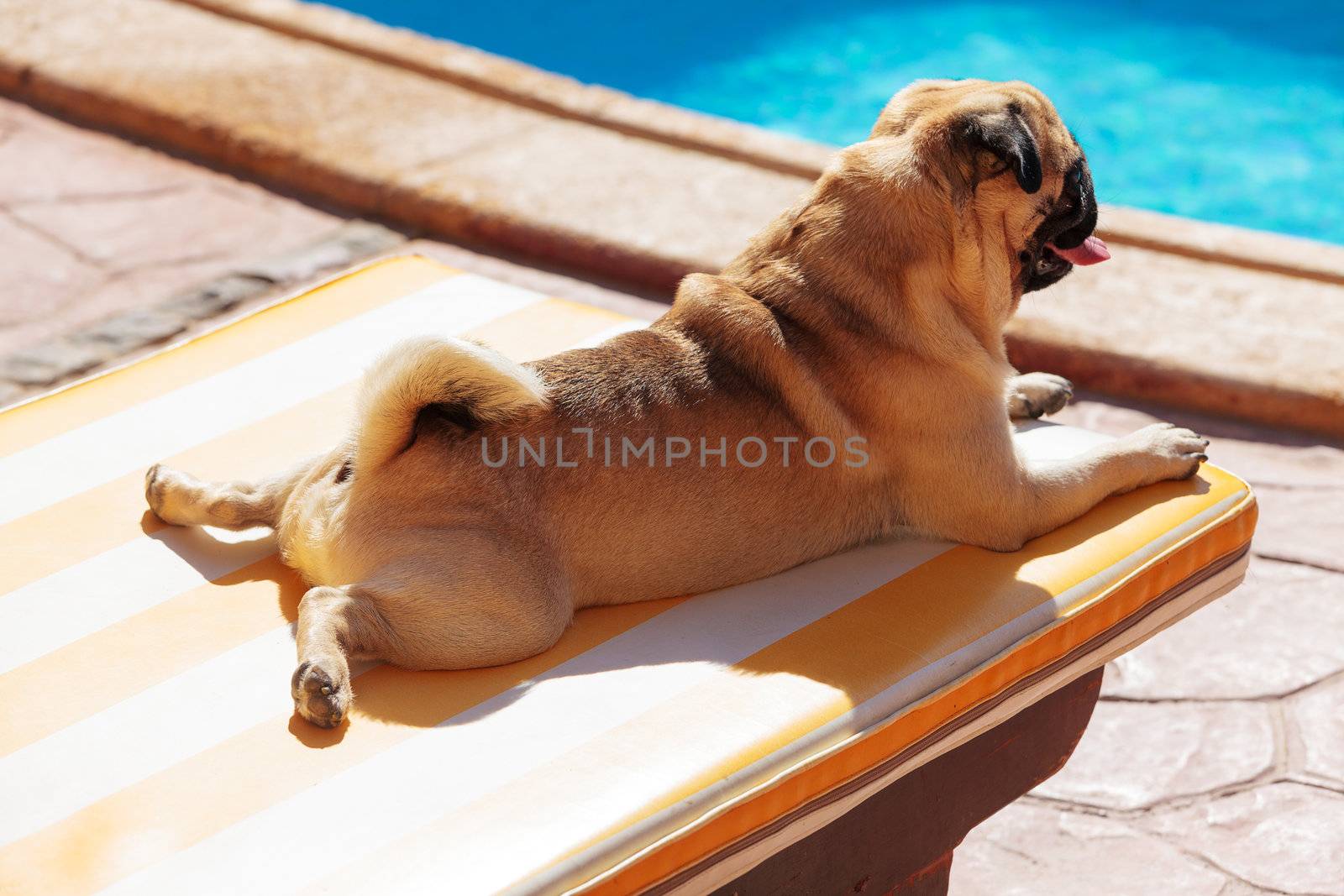 Pug lying on a Lounger in front of the Pool by Discovod