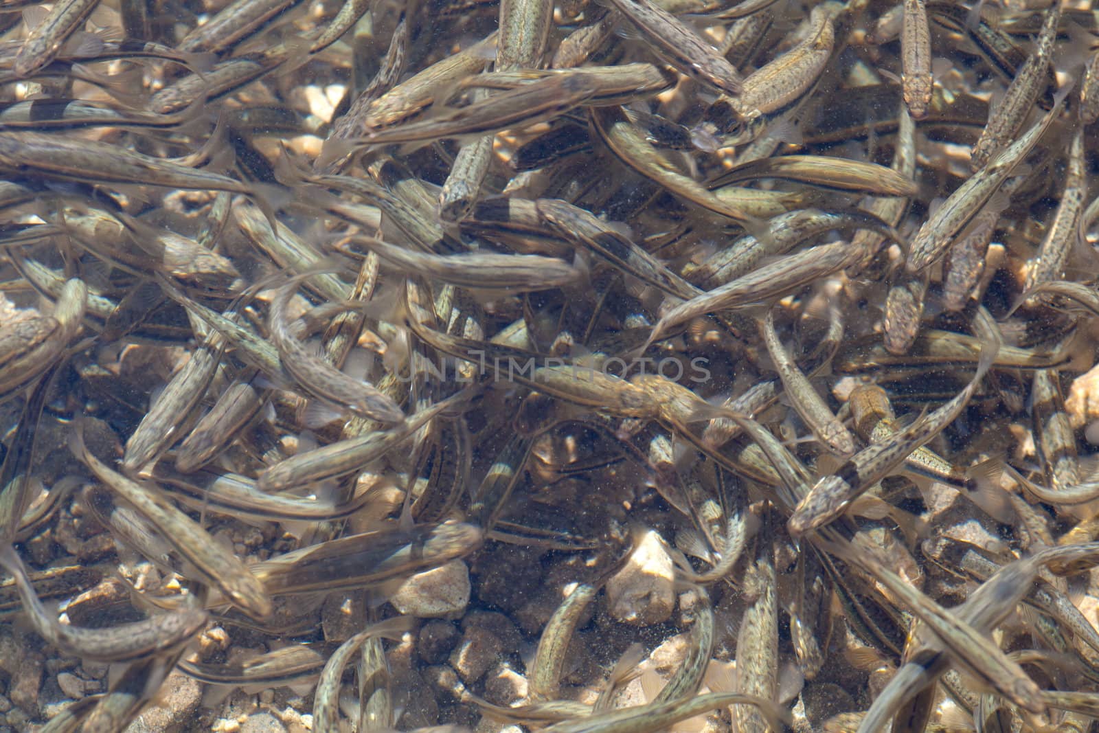 Shoal, a lot of fishes, Krnsko lake