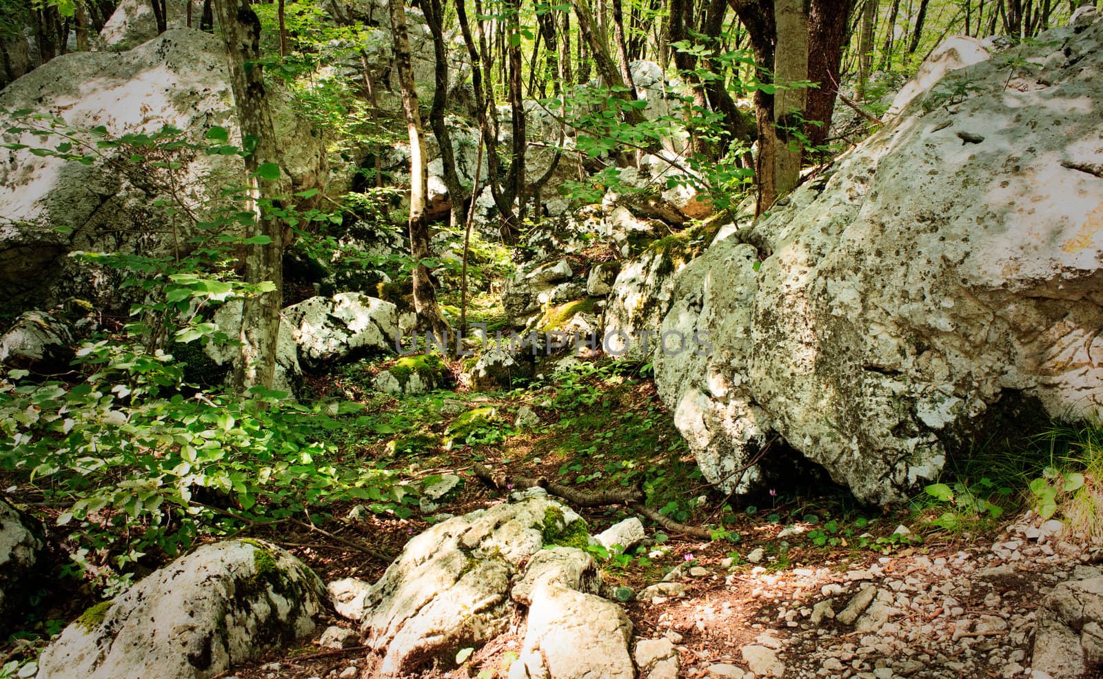 View of the Forest in the Slovenian Julian Alps