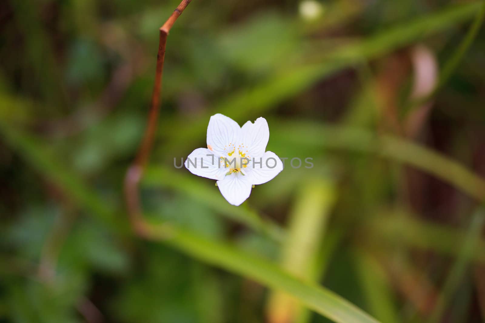 Photo of flower in Slovenian countryside