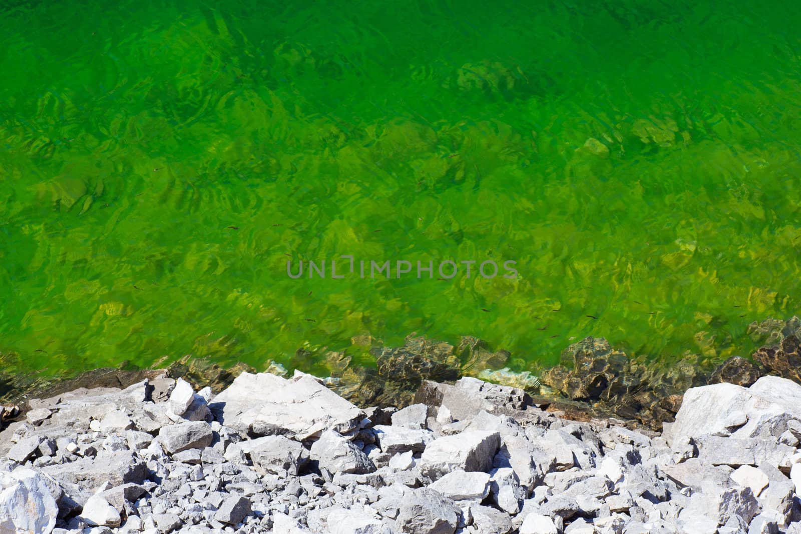Detail of krnsko lake, Slovenia - Europe