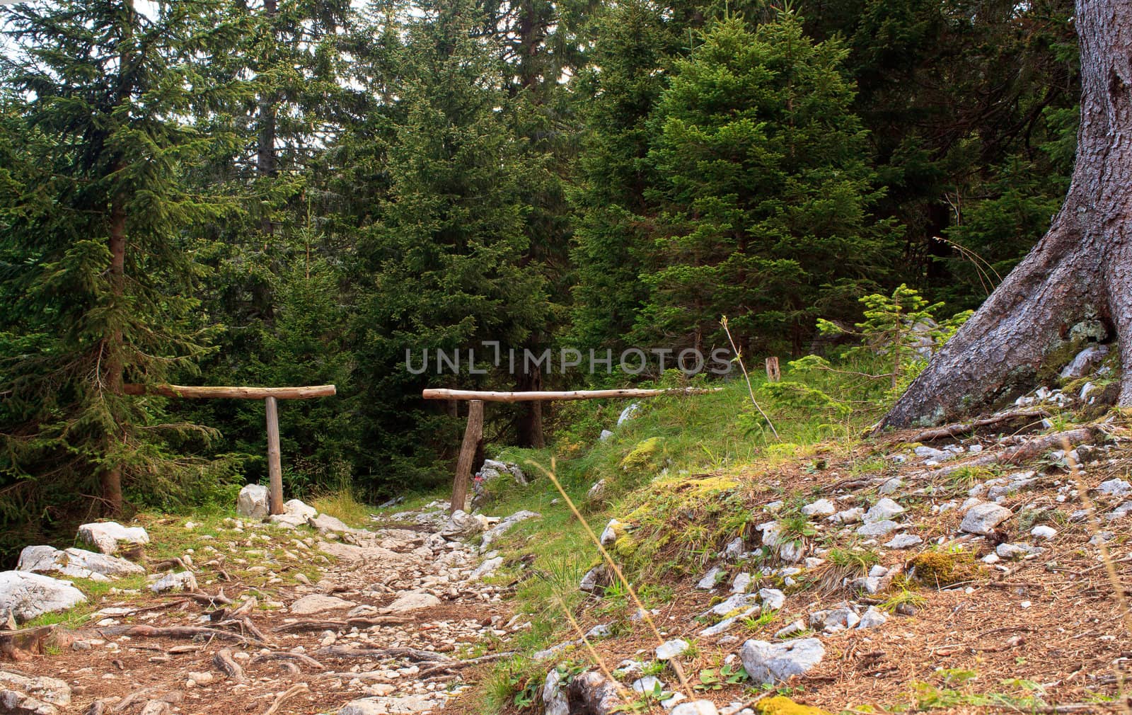 View of the Forest in the Slovenian Julian Alps