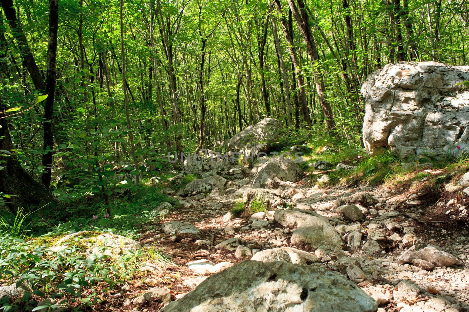 View of the Forest in the Slovenian Julian Alps