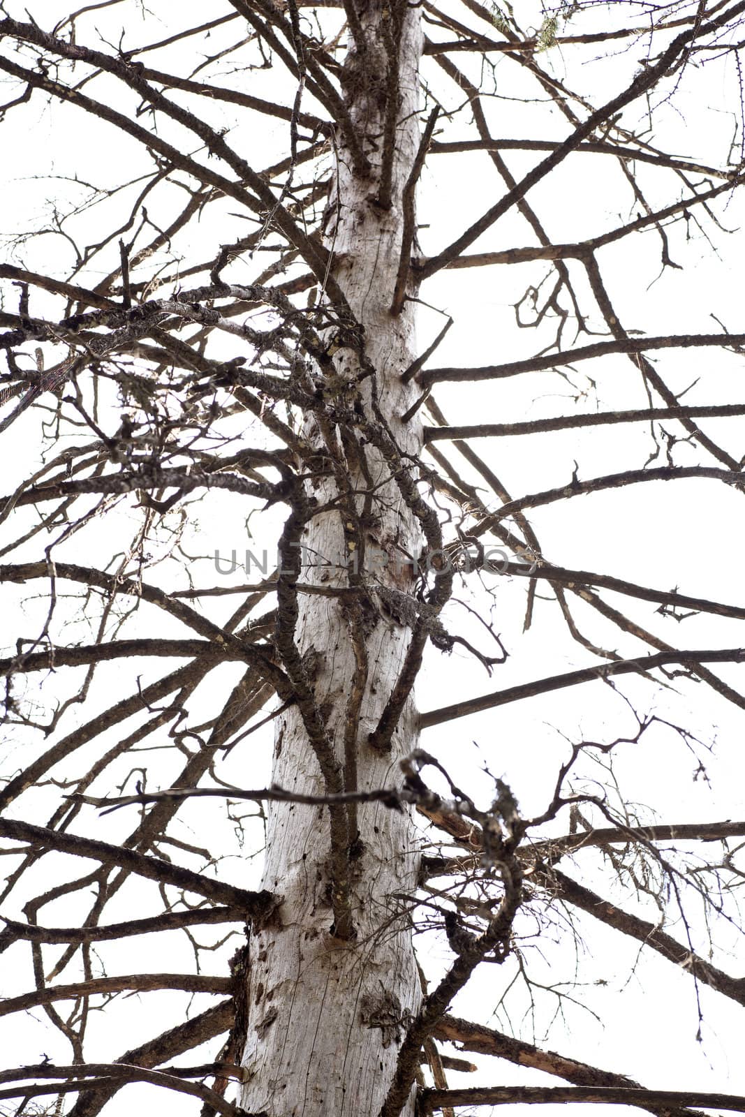 Photo of a Bare tree in the forest