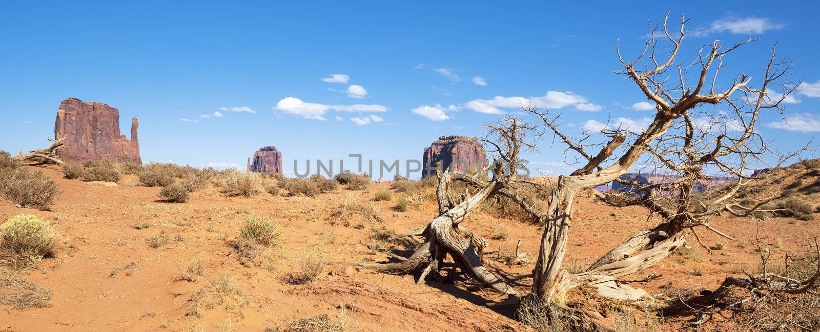Dead wood at Monument Valley, panoramic view, USA