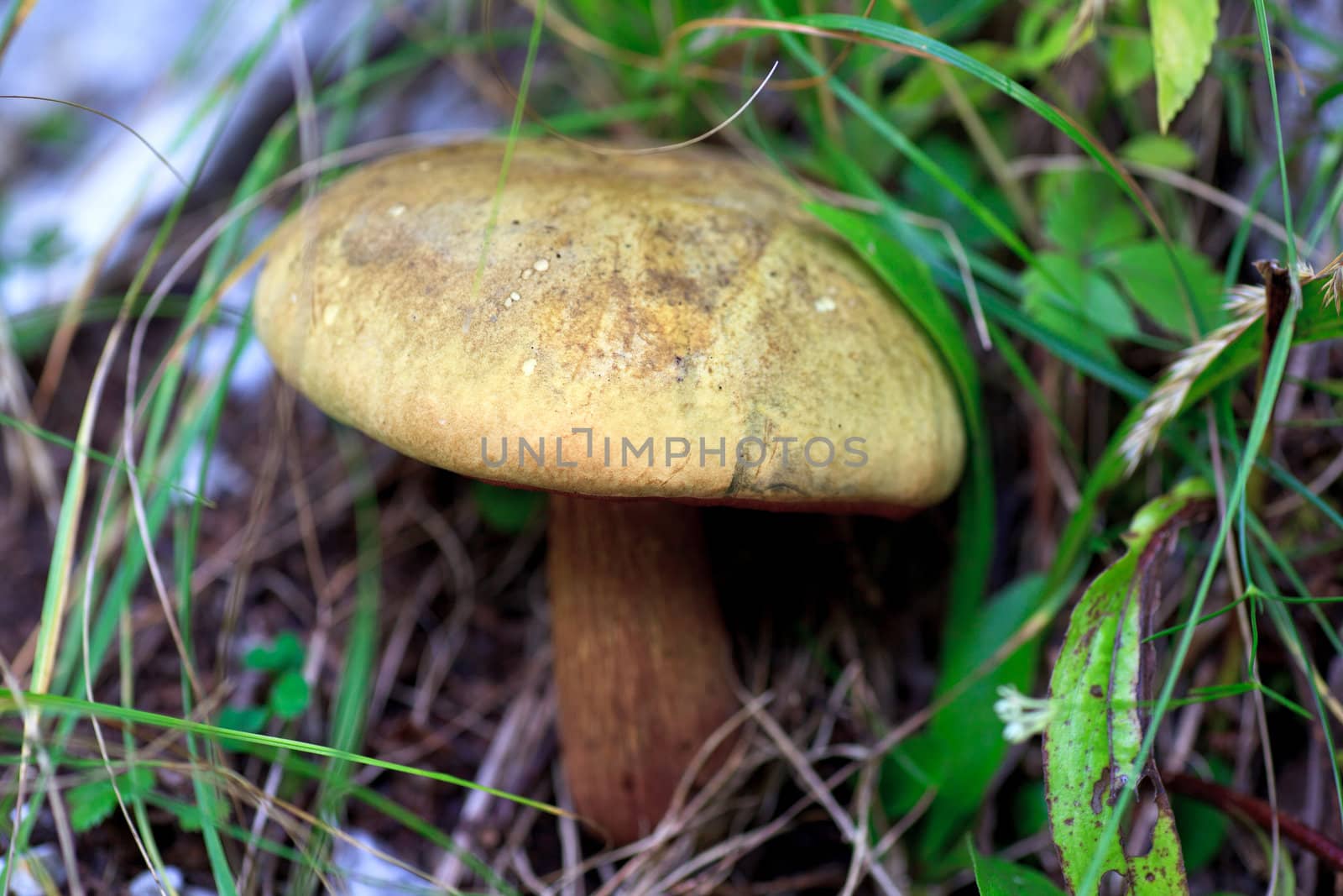 Close up of a Forest mushroom between grass
