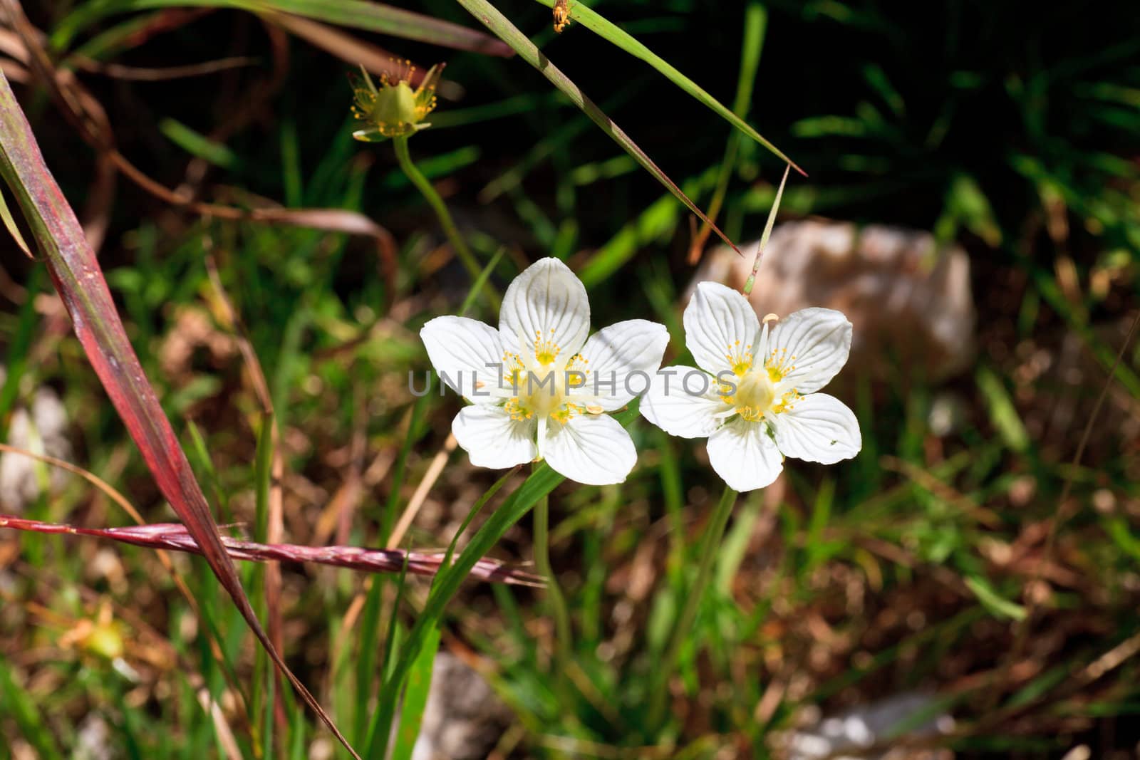 Photo of flower in Slovenian countryside